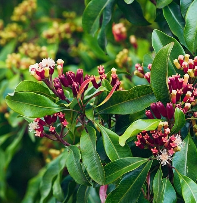 Clove Plantaion