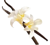 Vanilla